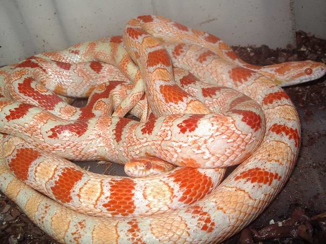 Candy cane x reverse okeetee 2.JPG