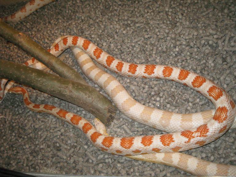 candy cane x snow.JPG