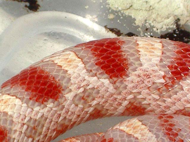 Candycane detalle.jpg