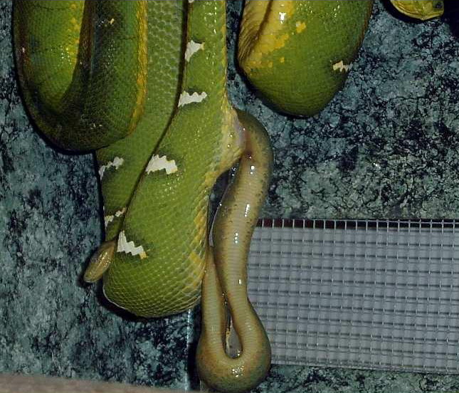 Caninus pariendo.jpg