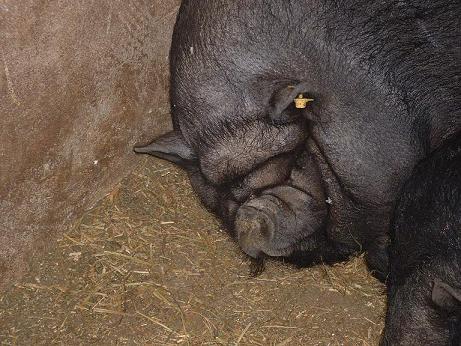 Cara chon santillana.JPG