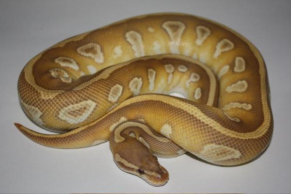 Caramel Mojave-1.jpg