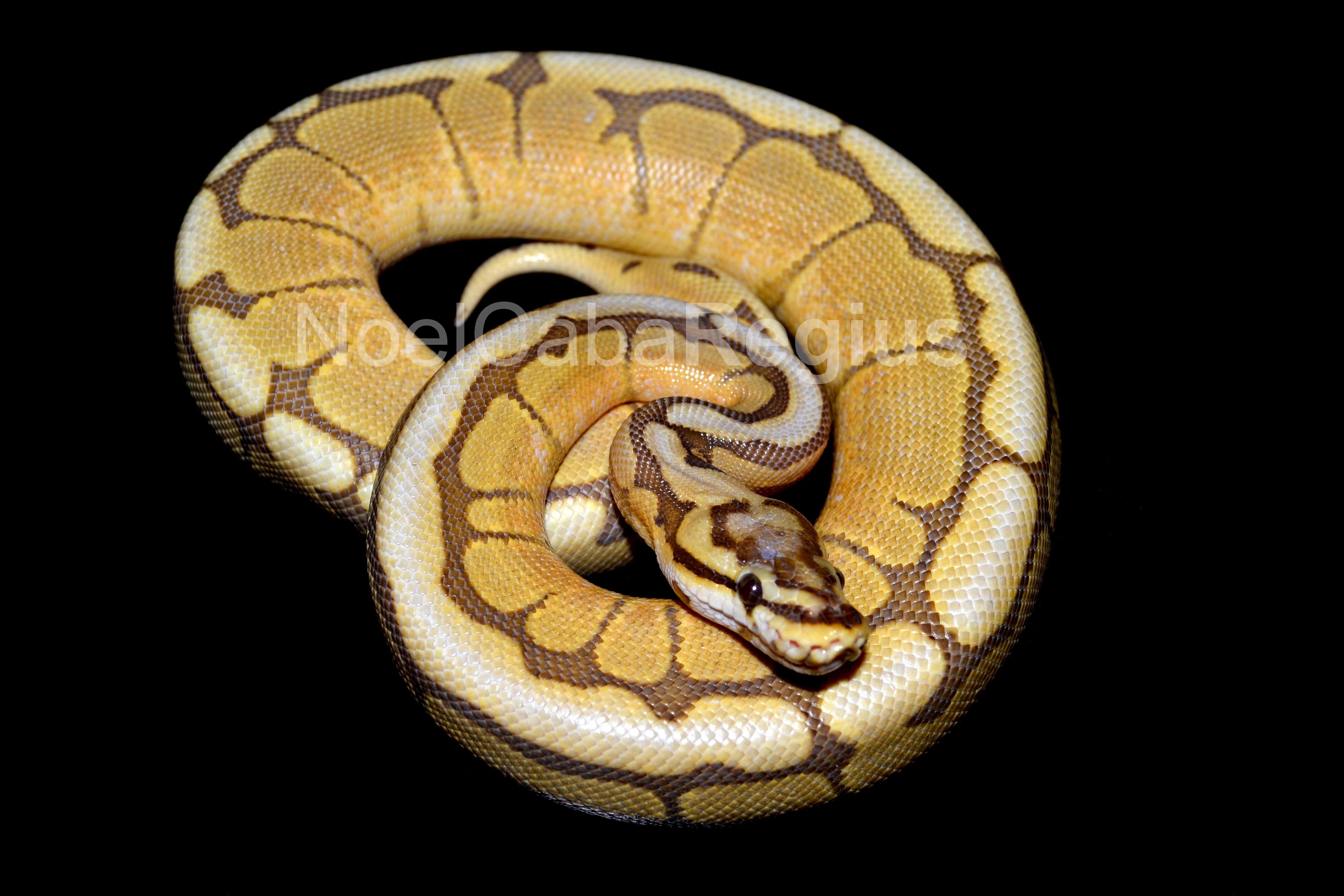 Caramel Spider 6.jpg