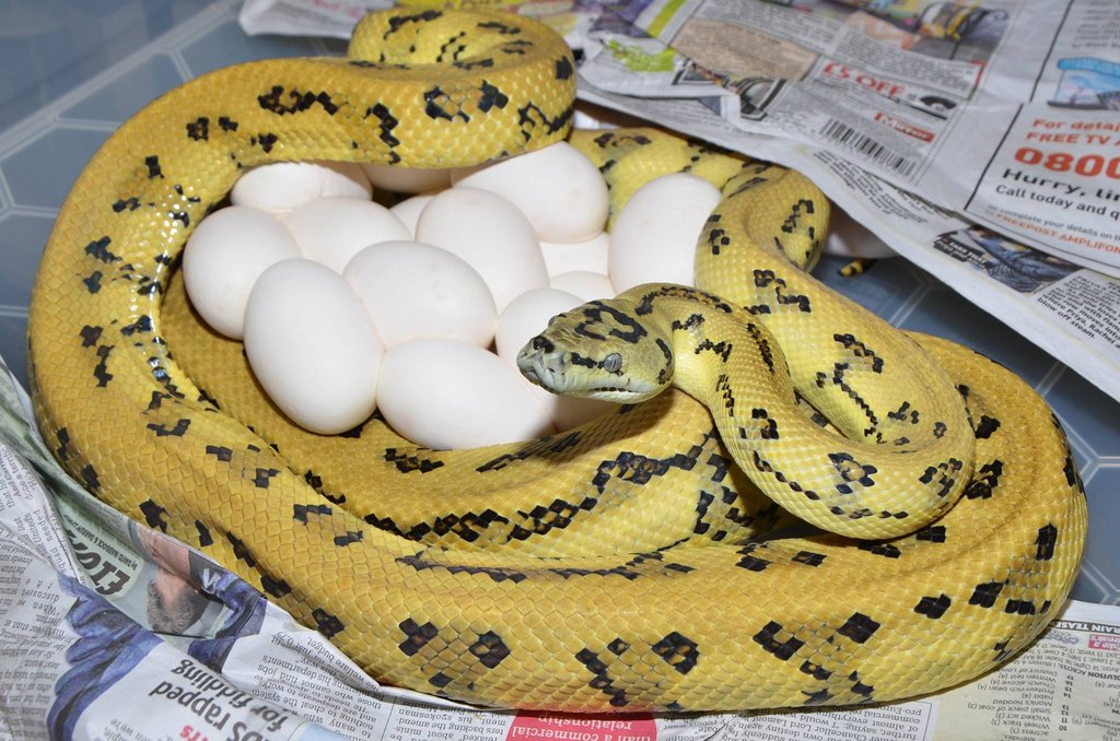 Caramel Tiger Jaguar