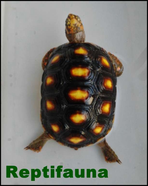 carbonaria [1024x768].jpg