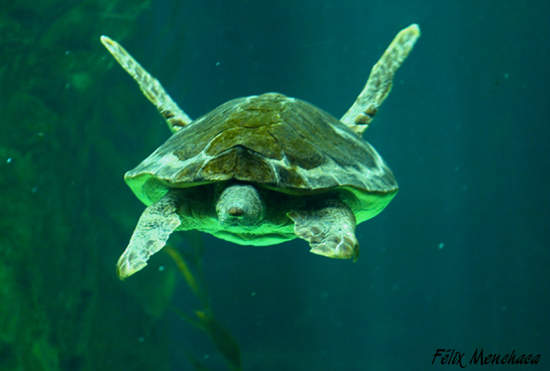 Caretta caretta 02.jpg