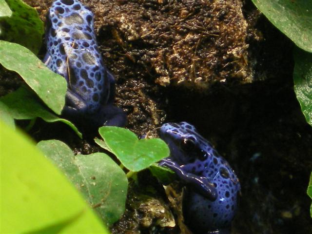 Cascu y dndros 022 (Small).jpg