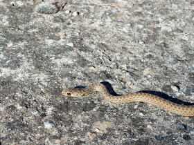 CataluÃ±a+culebra+bastarda
