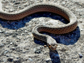 CataluÃ±a+malpolon+monpessulanus