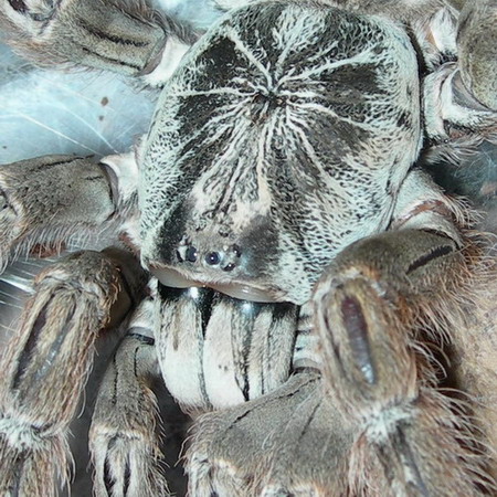 Cefalotorax maculata.jpg