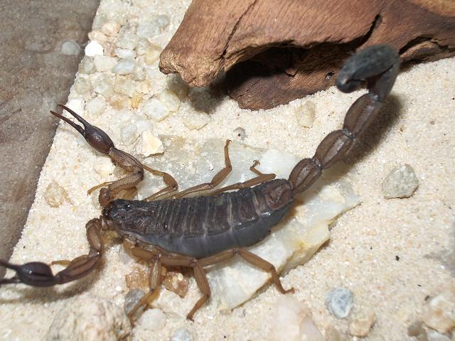 centruroides margaritatus.JPG