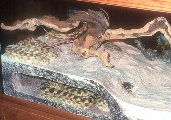 Cerastes%20cerastes,%202%20in%20vivarium.JPG