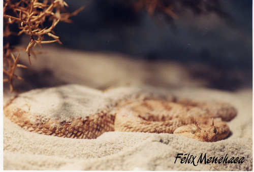 Cerastes cerastes 01.jpg