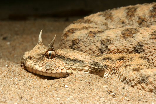 Cerastes cerastes