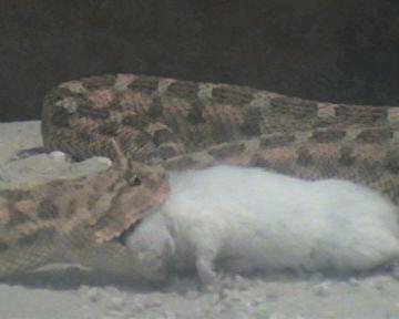 cerastes vs  raton 005.jpg