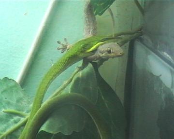 cerastes x ahaetulla 001.jpg