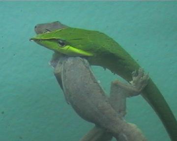 cerastes x ahaetulla 004.jpg