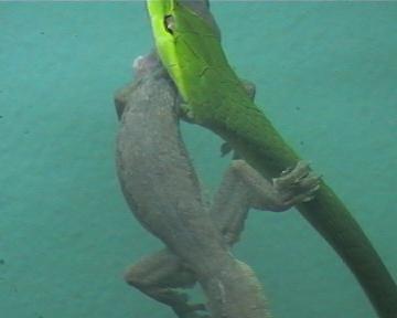 cerastes x ahaetulla 005.jpg