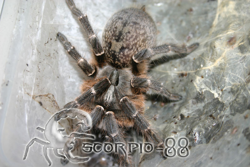 Ceratogyrus darlingi 1.JPG