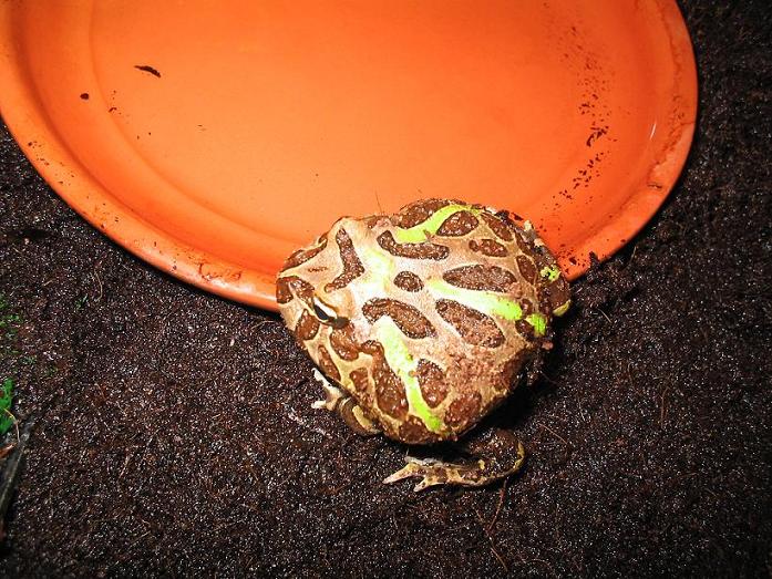 Ceratophrys cranwelli 4.JPG