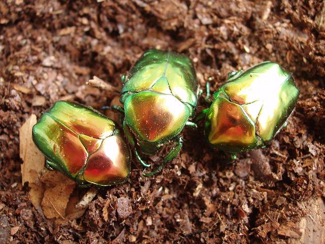 Cetonischema aeruginosa.JPG