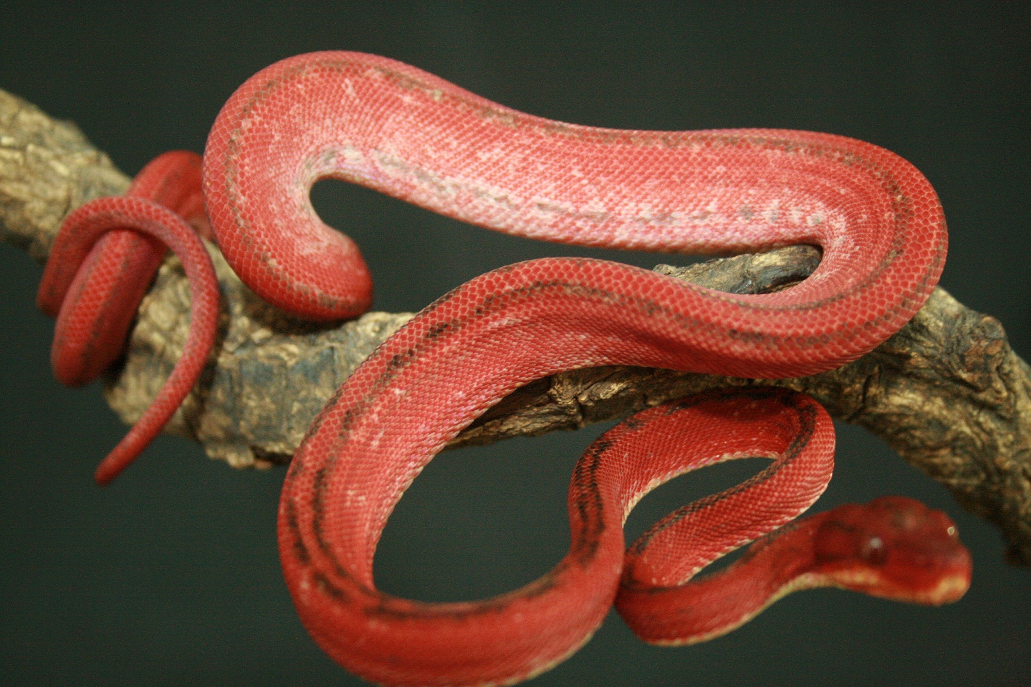 CH12#31 - Holdback.JPG