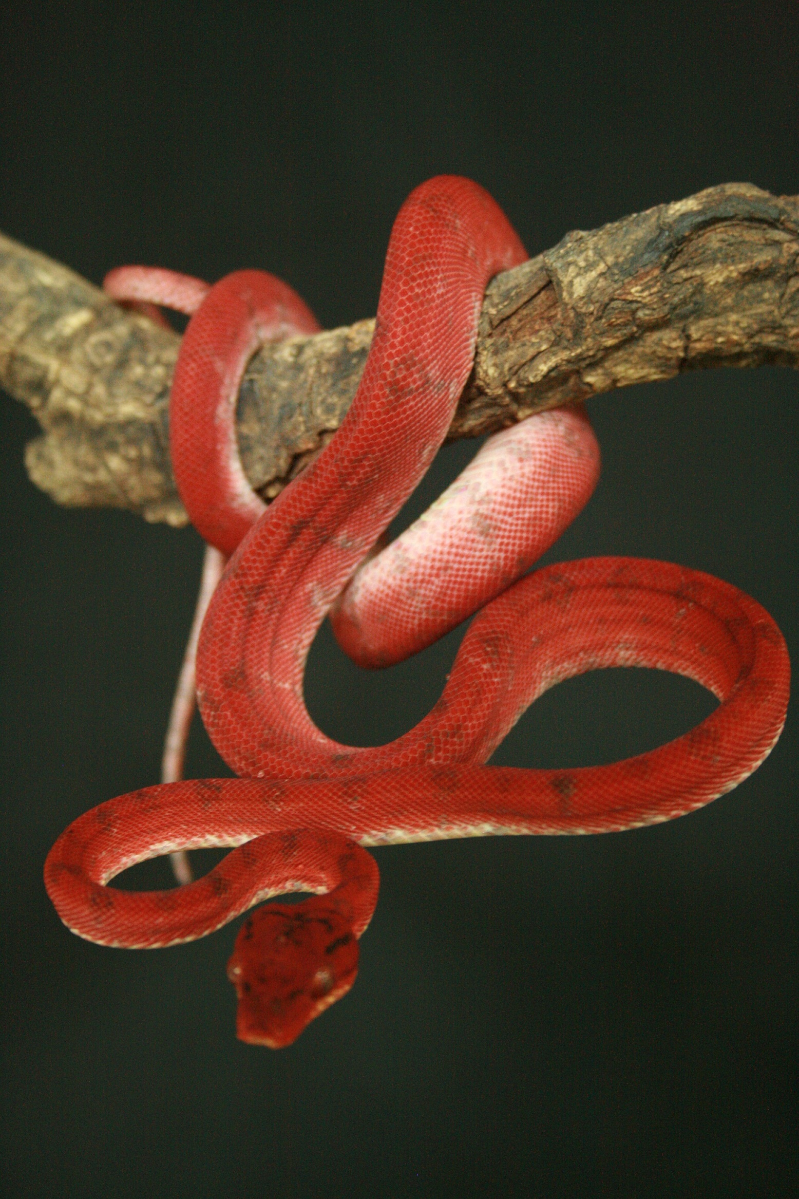 CH12#33 - Holdback.JPG