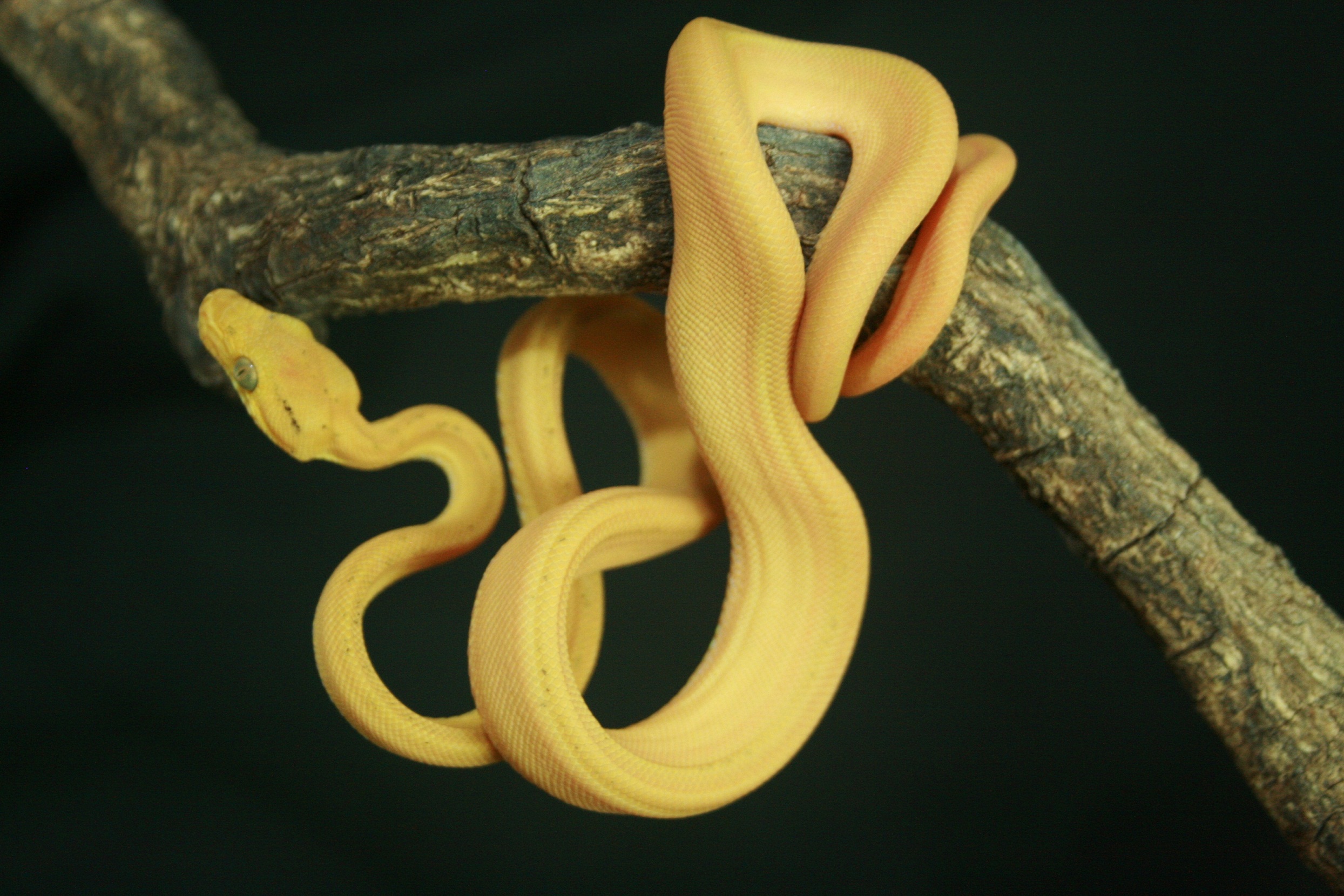 CH12#37 - Holdback.JPG