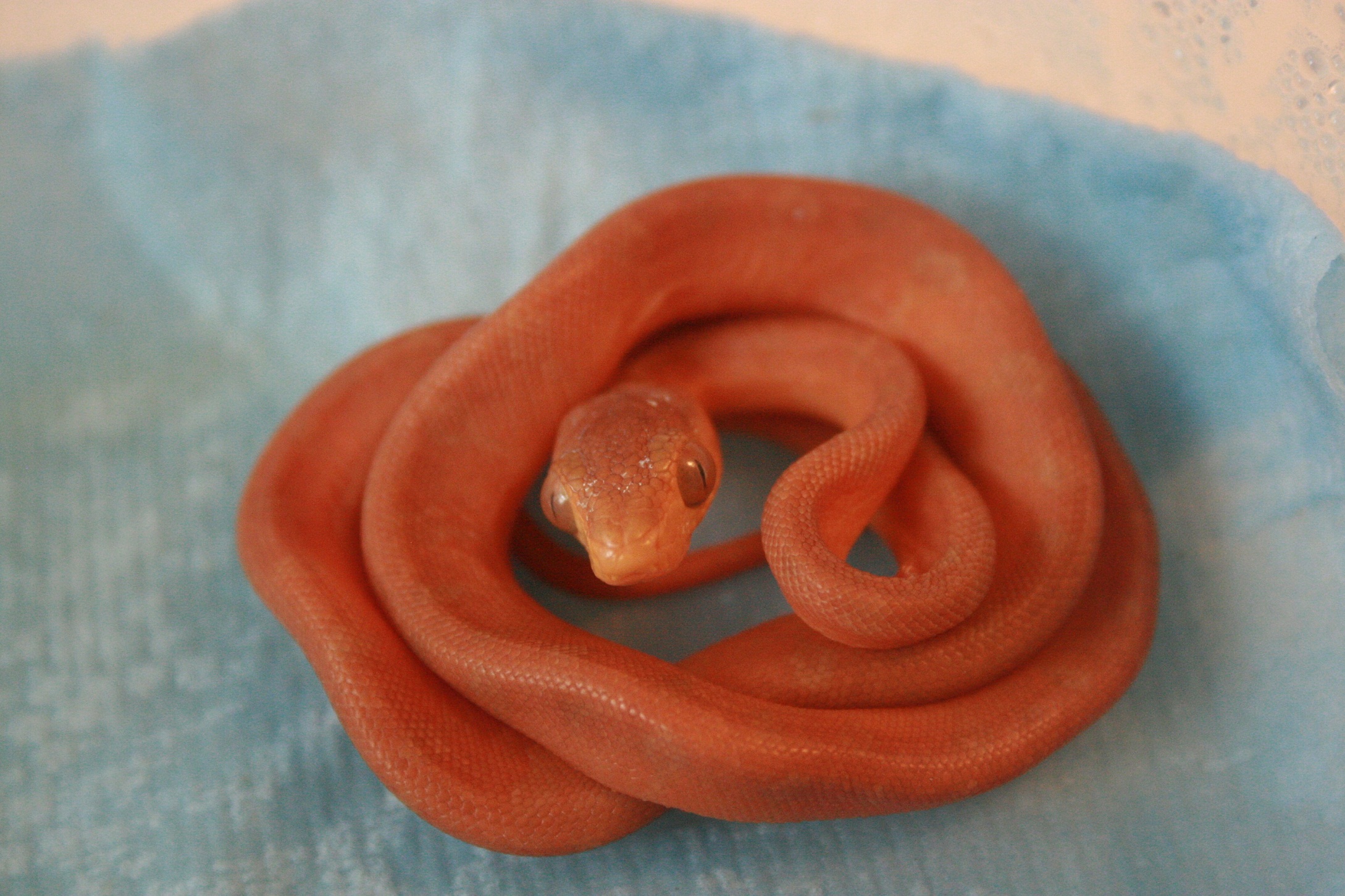 CH12#47 antes 1ª muda.JPG