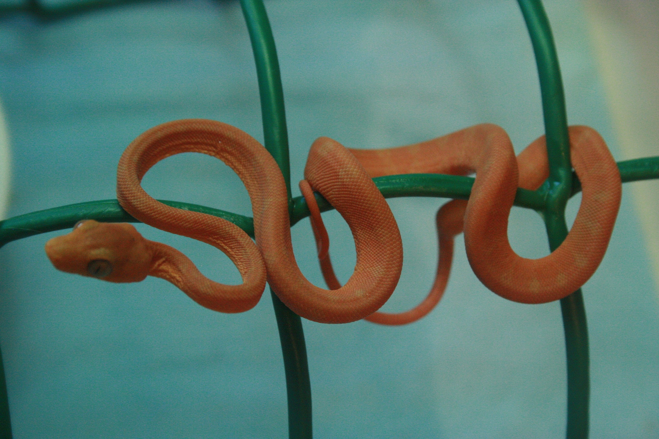 CH12#47 después 1ª muda.JPG