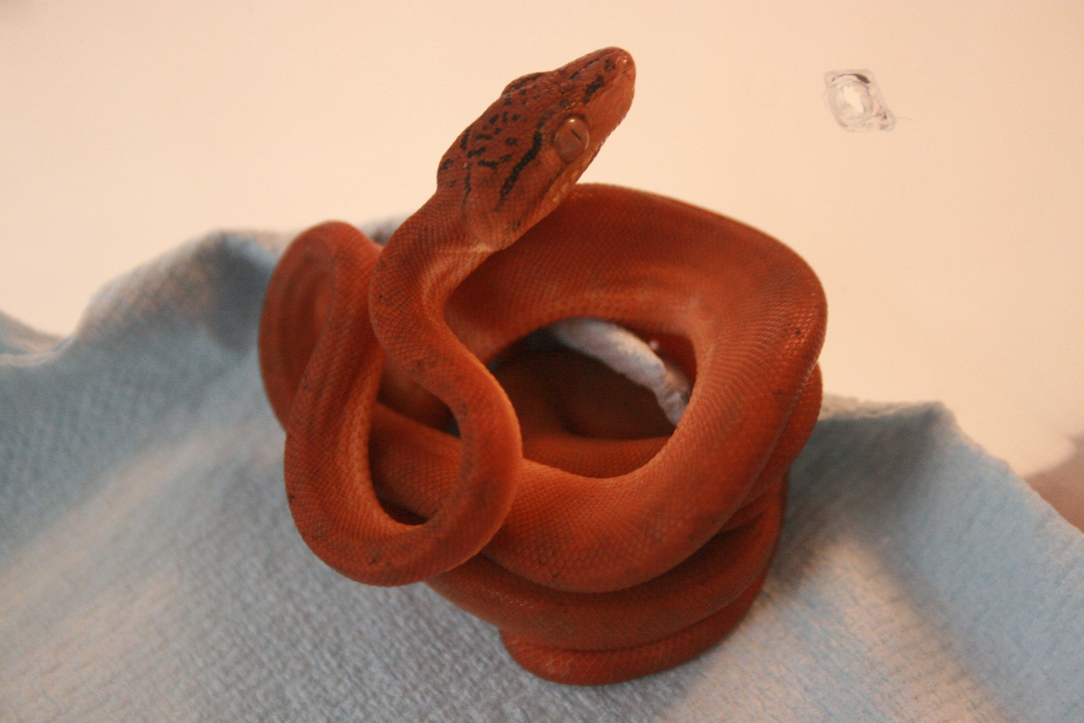 CH12#48 antes de la 1ª muda.JPG