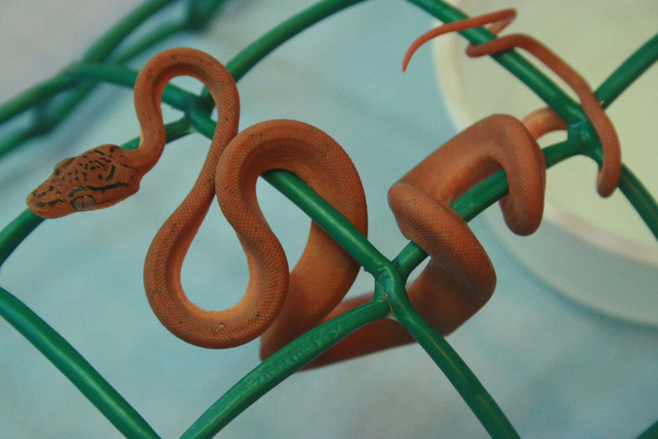 CH12#48 después 1ª muda.JPG