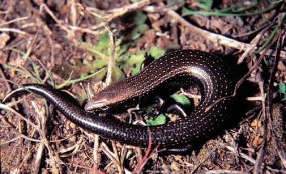 chalcides viridanus.jpg