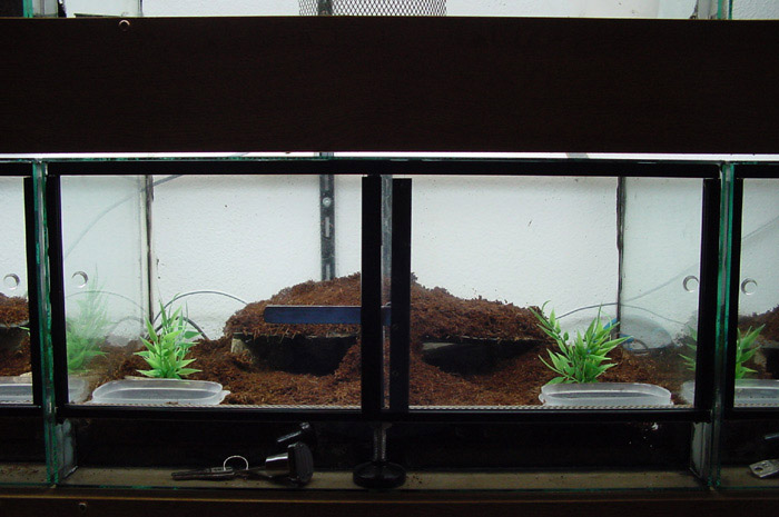 chalets adosados.jpg