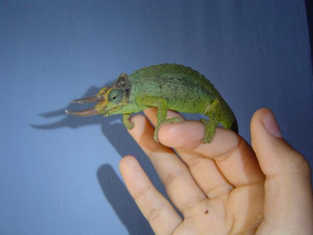 chamaeleo trioceros jacksonii macho1.JPG