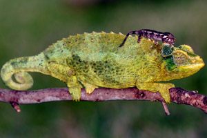 Chamaeleo_jacksonii_xantholophus_5