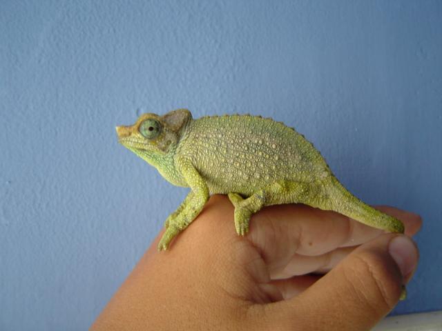 chamaeleotriocerosjacksonii(hembra).JPG