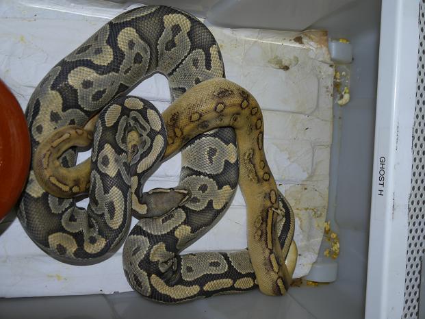 Champagne pos het Ghost x Ghost.JPG