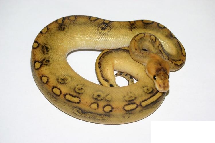 Champagne_1,0_NZ_2010,_146_Gramm,_IMG_3524[1] - copia.JPG