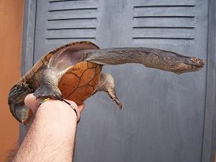 Chelodina siebenrocki.JPG