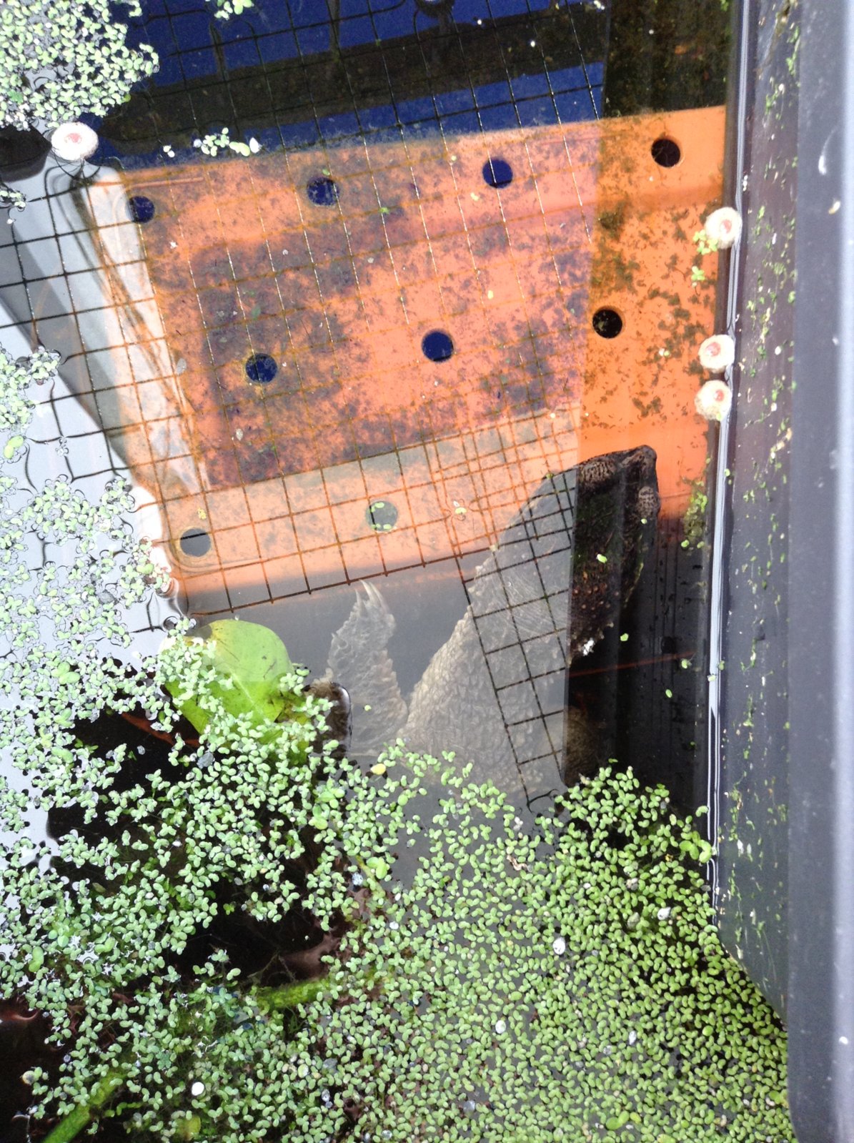 Chelydra comiendo pienso en el estanque