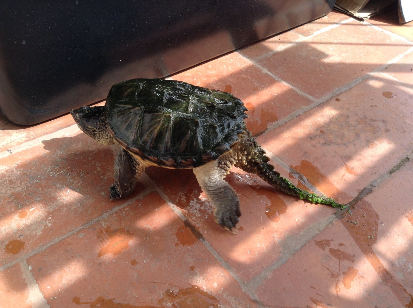 Chelydra macho de unos 30 meses