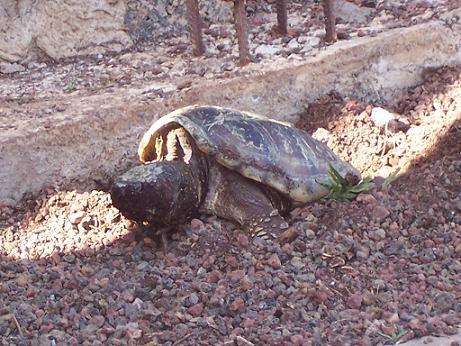 Chelydra poniendo.JPG