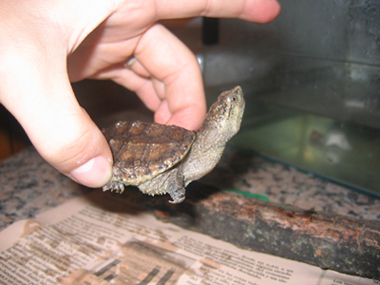 Chelydra serpentina 3.jpg