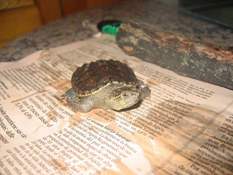 Chelydra serpentina 4.jpg