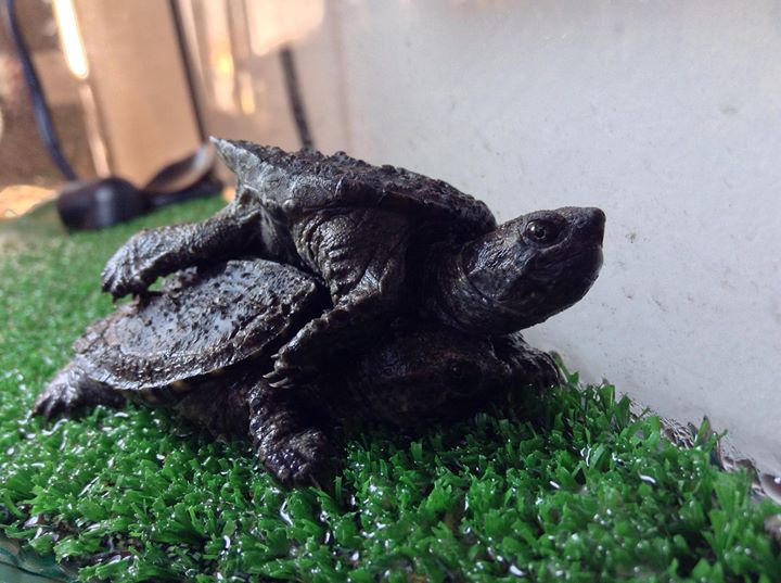 Chelydra serpentina babies