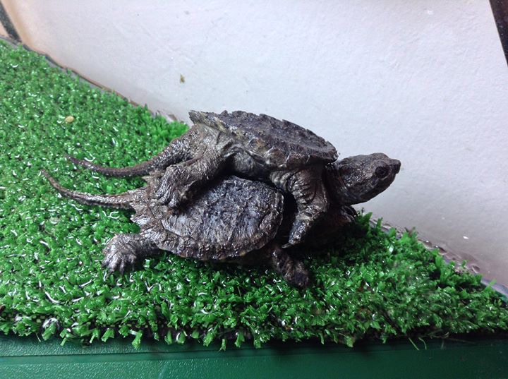 Chelydra serpentina de 1 mes y pico