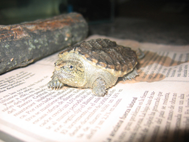 Chelydra serpentina.jpg