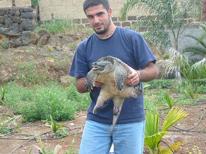 Chelydra serpentina macho y el menda.JPG