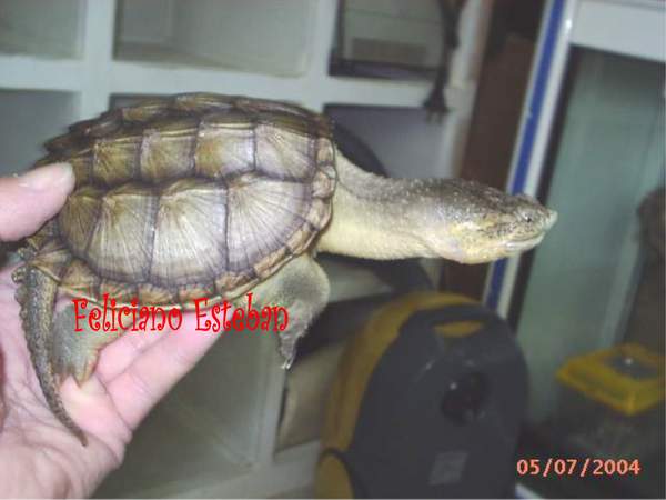 Chelydra serpentina Nº3.jpg